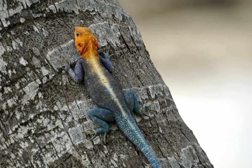 a lizard that is sitting on a tree BWk5Q