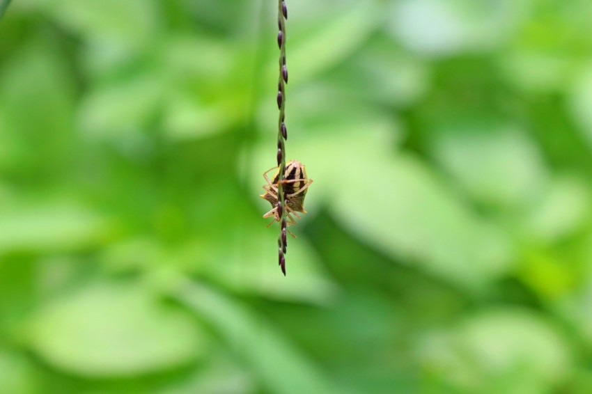 a close up of a spider on a plant