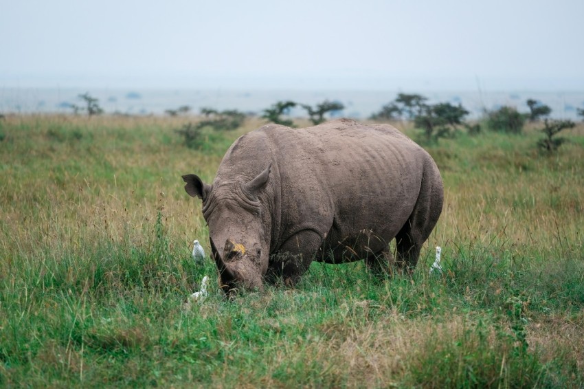 gray rhinoceros eating grass on field B