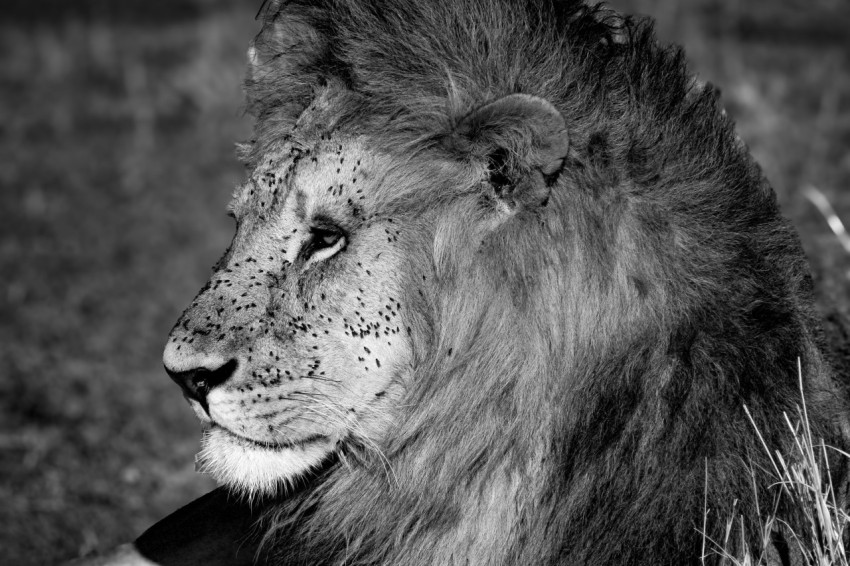 a black and white photo of a lion