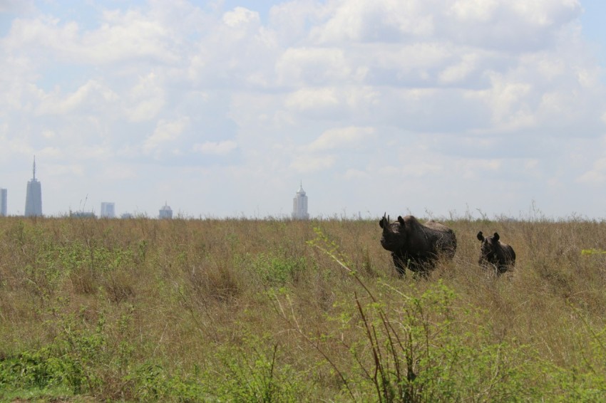 a couple of animals that are standing in the grass