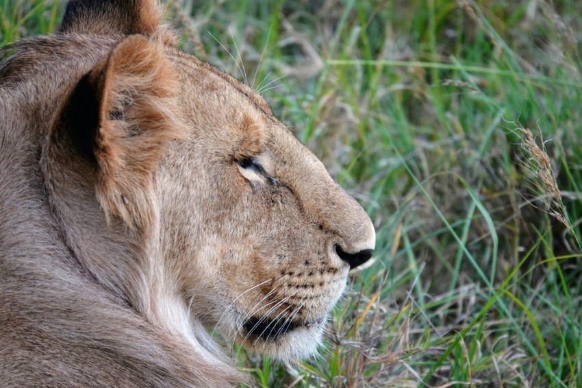 a close up of a lion laying in the grass