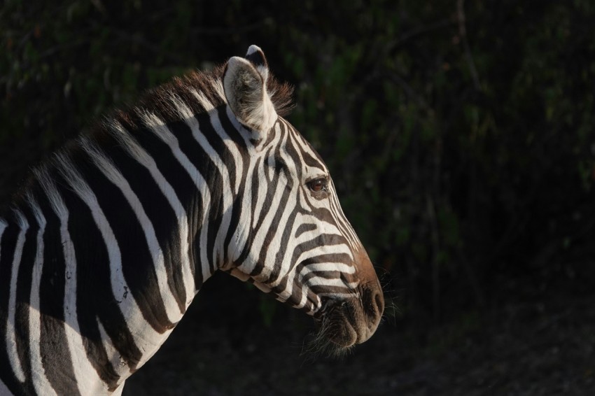 a close up of a zebra with trees in the background