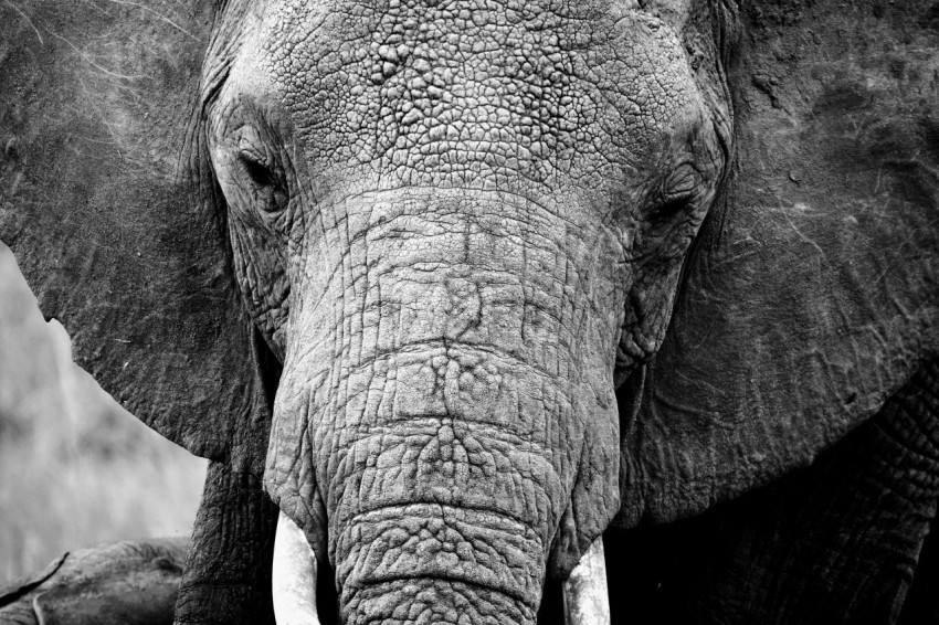 a close up of an elephants face and tusks