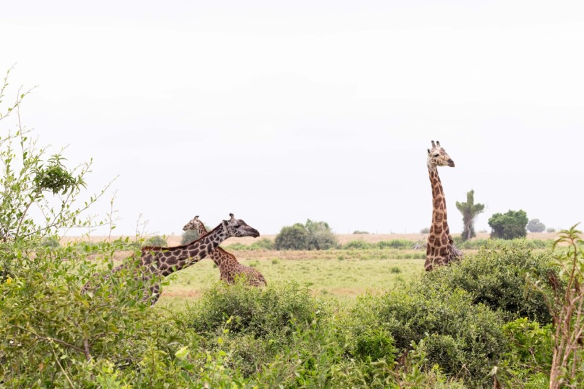 a group of giraffes walking through a grassy field