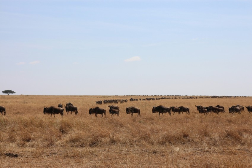 herd of sheep on brown grass field during daytime