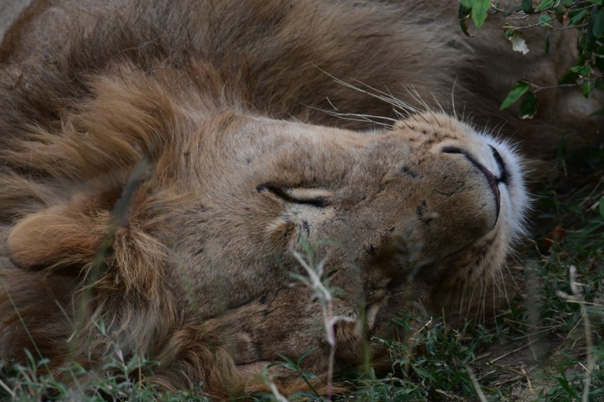 lion lying on ground