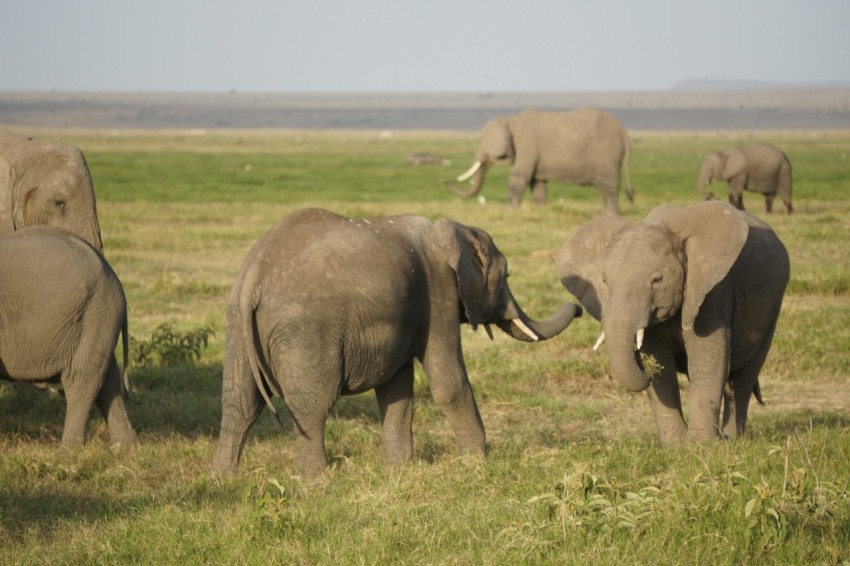 grey elephant on green grass field during daytime