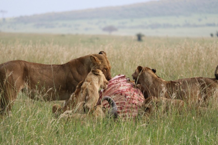 pack of lion eating eB