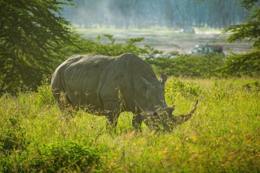 a rhino grazing in a field of tall grass