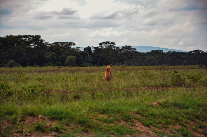 a lion standing in the middle of a field