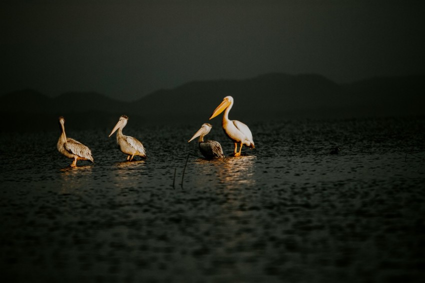 four white pelican birds