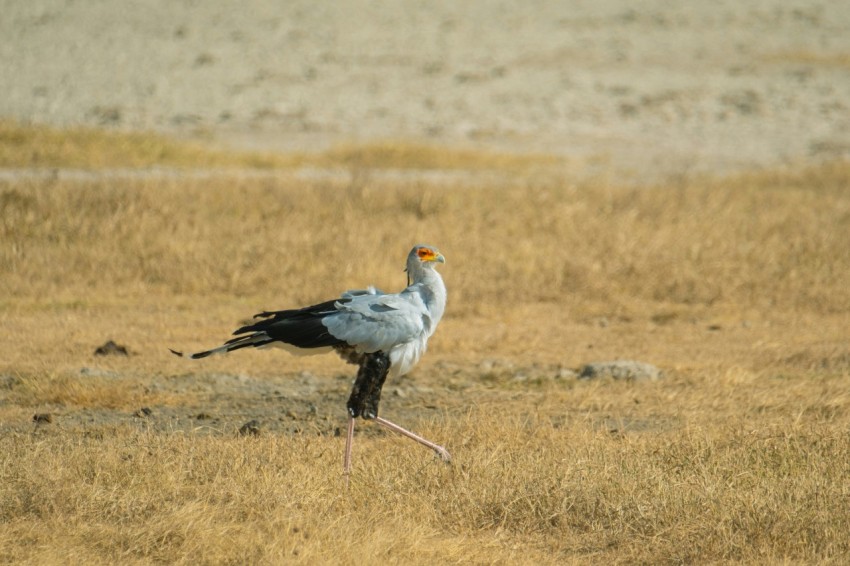 a large bird standing on top of a dry grass field