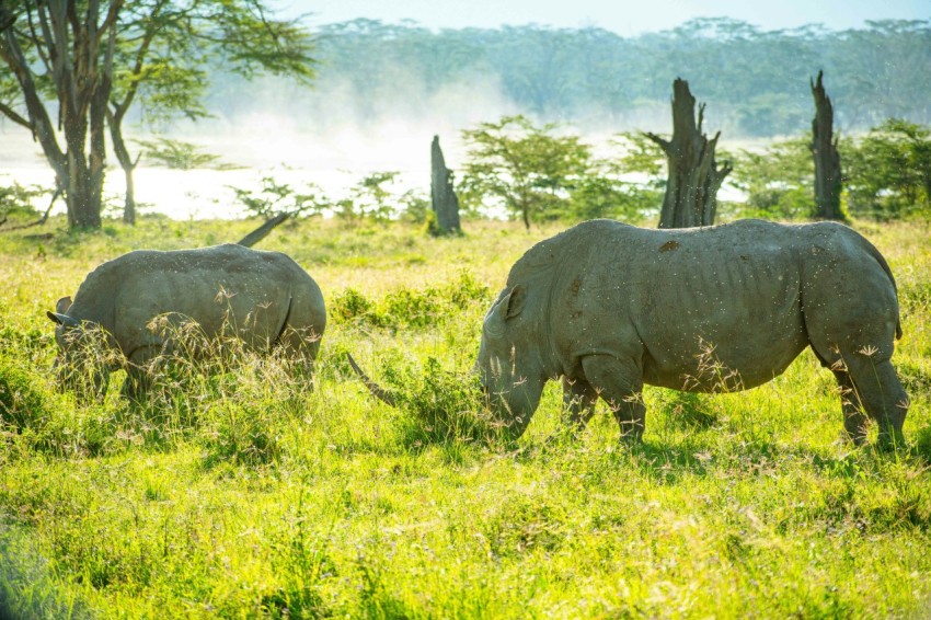 a couple of rhinos that are standing in the grass