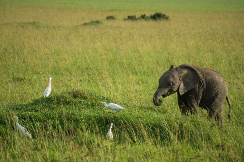 black elephant on green grass field during daytime