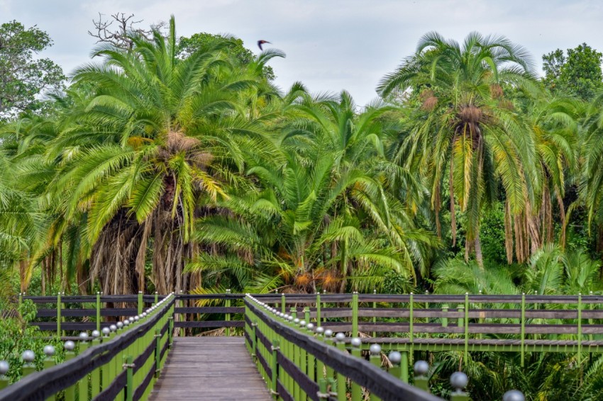 a wooden bridge surrounded by lots of palm trees