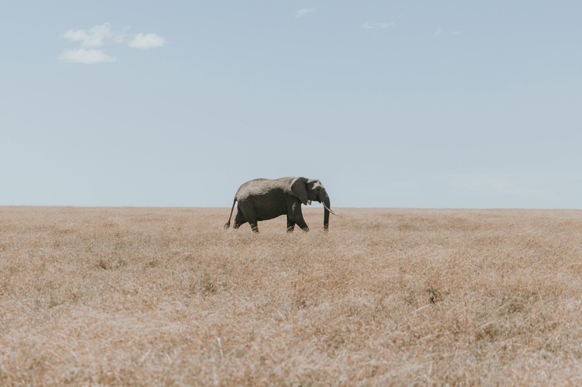 an elephant walking across a dry grass field