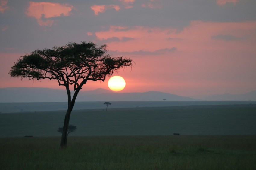 silhouette of tree with sun Cj7sneFQo