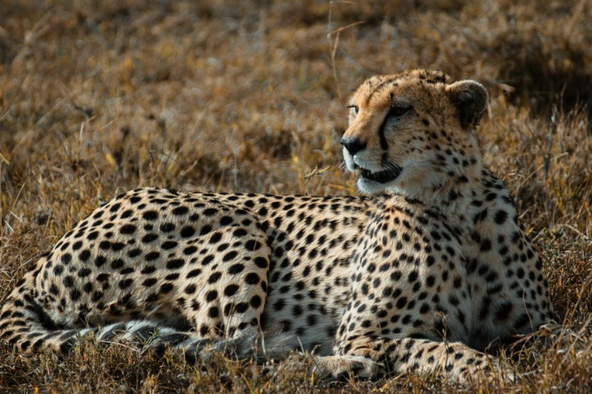 cheetah on brown grass field during daytime