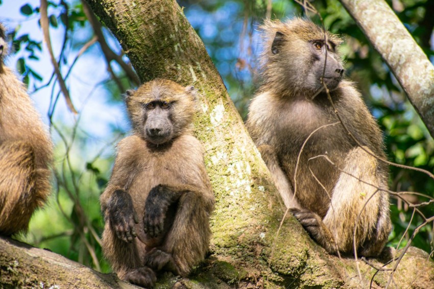 a group of monkeys sitting on a tree branch