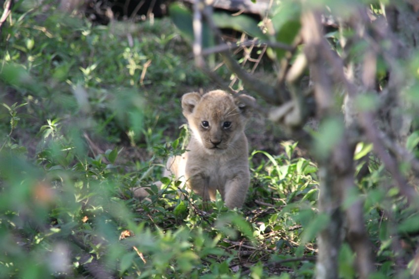 a small lion cub sitting in the grass