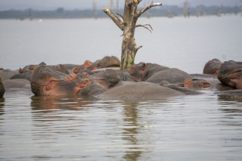 black and brown animal on water during daytime