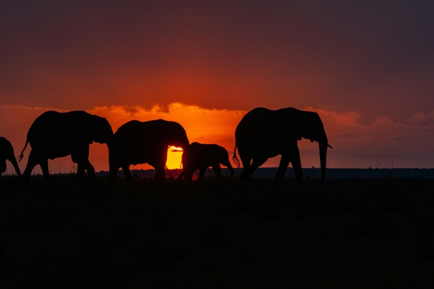 a group of animals in a field