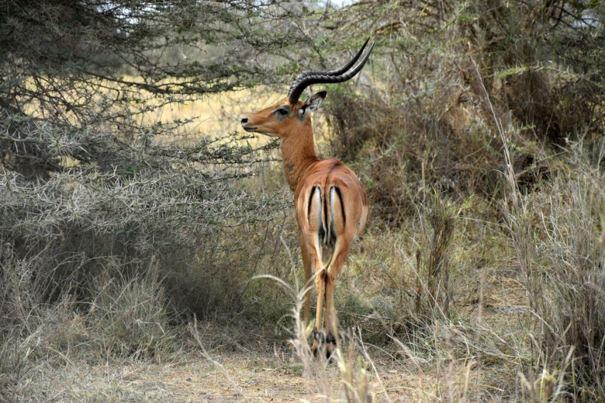 brown deer on brown grass field during daytime