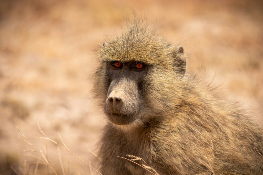 a close up of a baboon looking at the camera