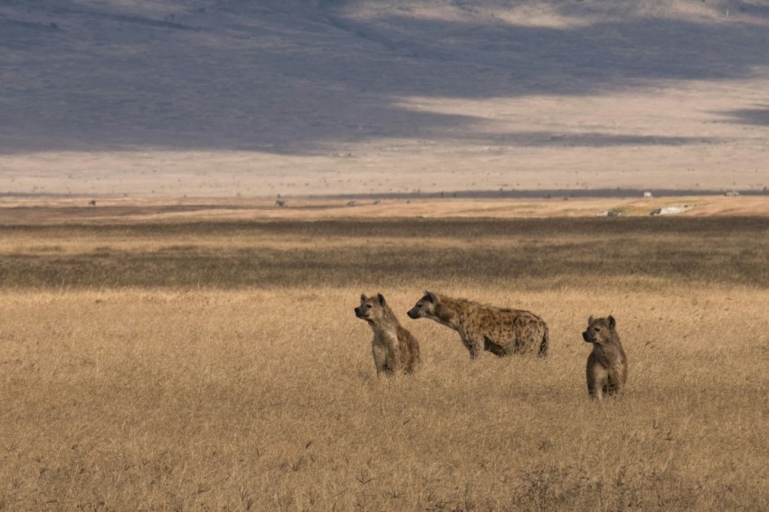 three hyenas on brown field under blue sky