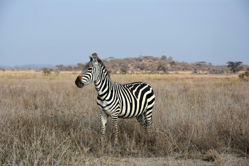 zebra on brown grass field during daytime K