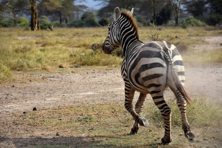 zebra walking on brown field during daytime