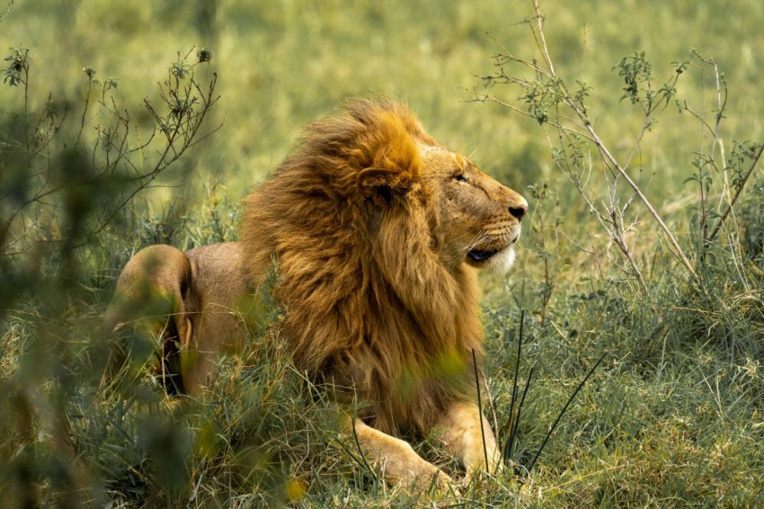 lion and lioness on green grass during daytime