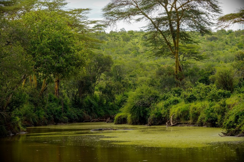 green trees beside river during daytime