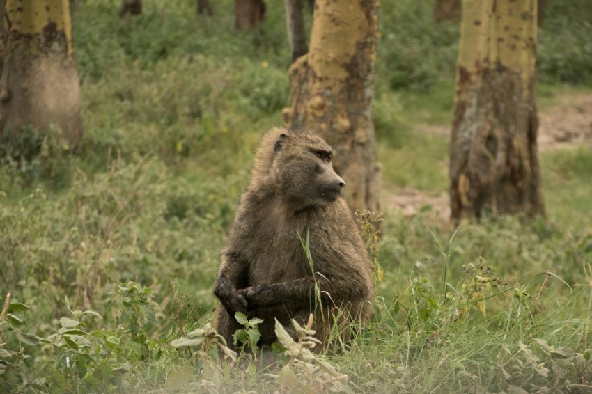 a baboon sitting in the middle of a forest