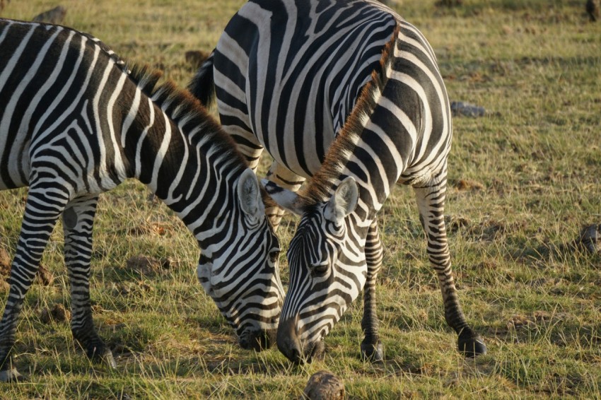 zebra on green grass field during daytime