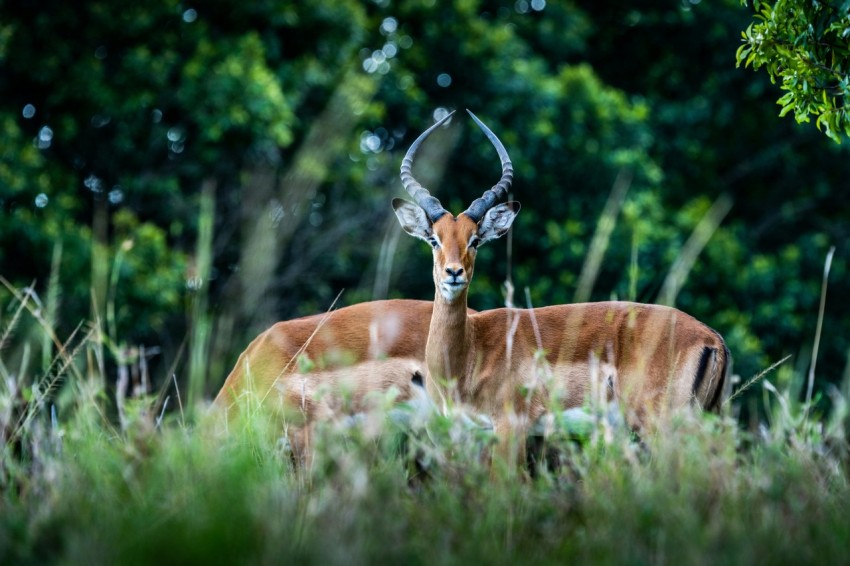 brown deer on green grass during daytime