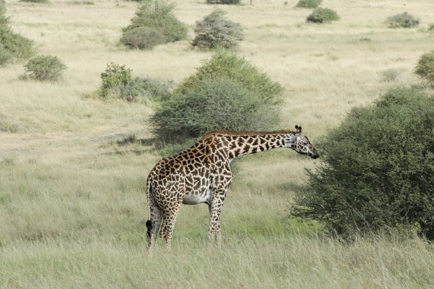 a giraffe standing in a field of tall grass