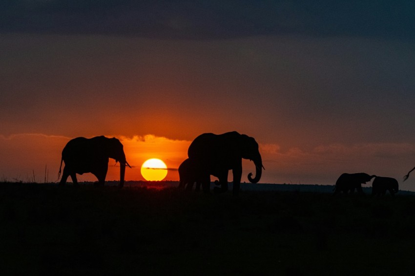 a group of elephants in front of a sunset B2ixJqf