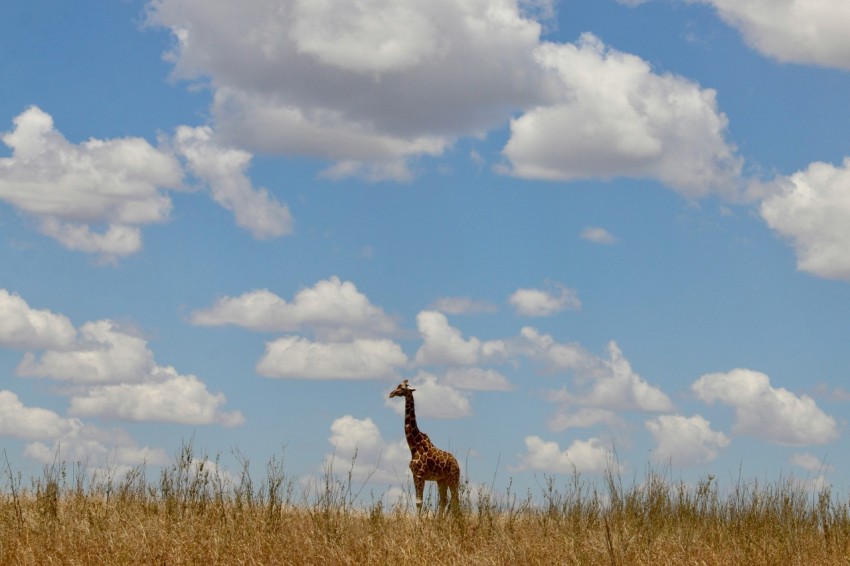 a giraffe standing in the middle of a field