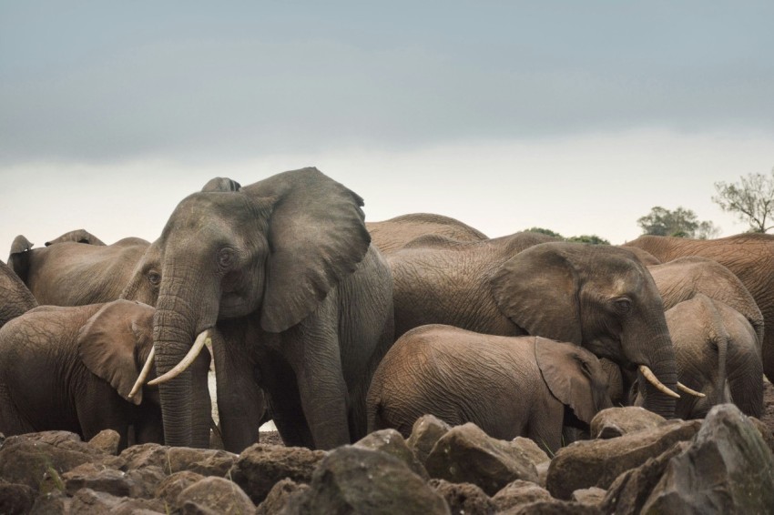 two brown elephants on brown rock during daytime