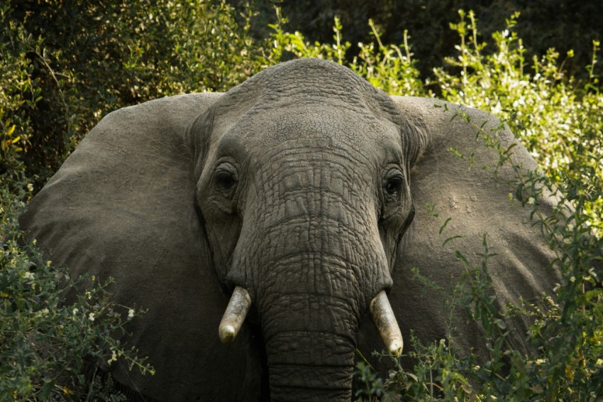 an elephant with tusks standing in the grass