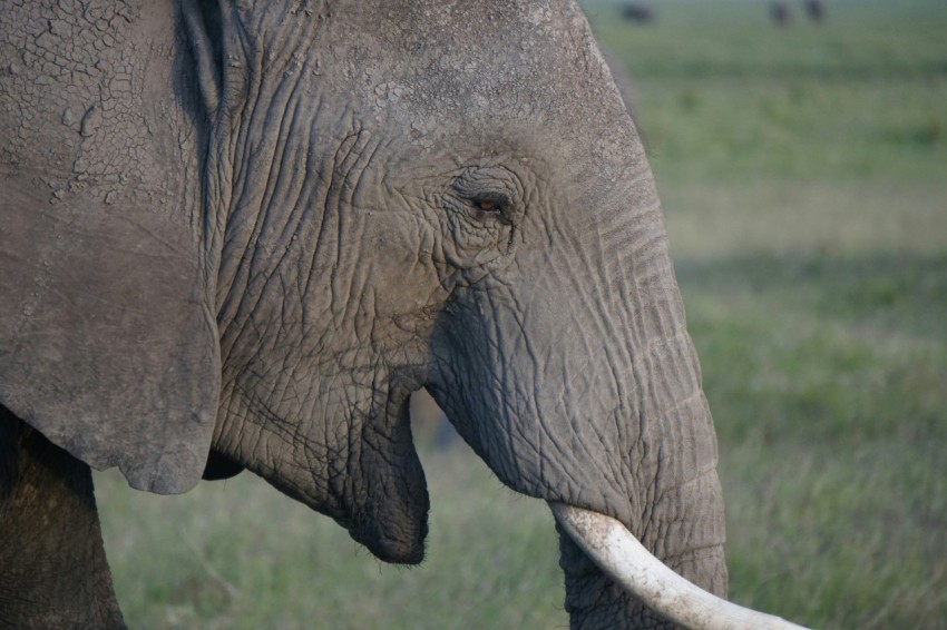 grey elephant on green grass during daytime fXsbN