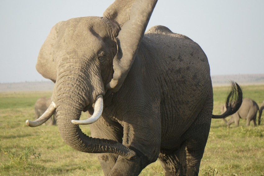 grey elephant on green grass field during daytime