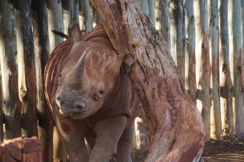 brown rhinoceros on brown tree trunk