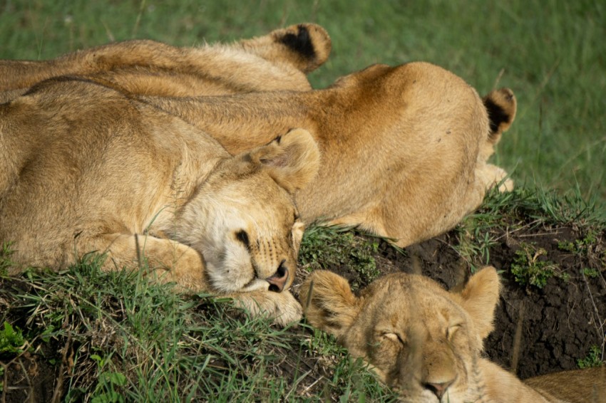 brown lioness lying on green grass during daytime