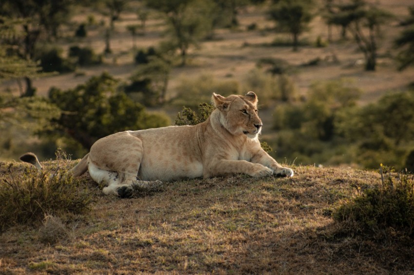 a lion lying down in a field V9gUjfc_A