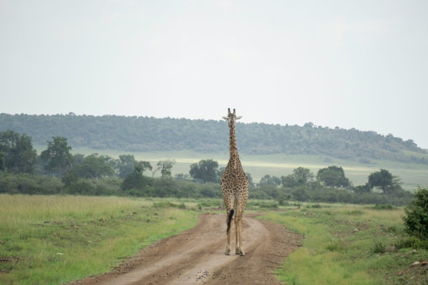 giraffe walking on dirt road during daytime