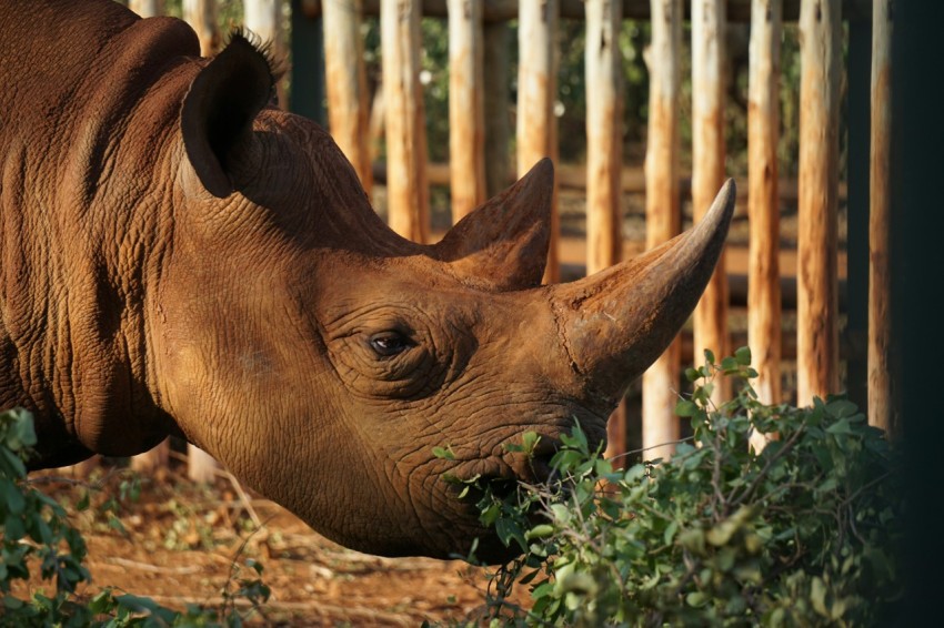 brown elephant eating green plant