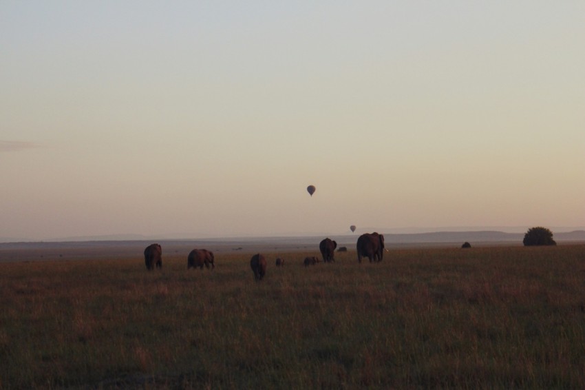 a herd of elephants grazing on a lush green field